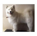 Michael's Dog Grooming image 2