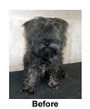 Michael's Dog Grooming image 3