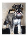 Michael's Dog Grooming image 5