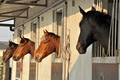 Moonshine Lodge Equestrian Centre image 3