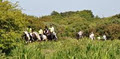 Moonshine Lodge Equestrian Centre logo