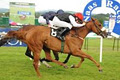 Naas Racecourse logo