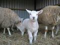 Newbarn Farm. Farm Shop & Open Farm. Donkey Shed Restaurant. www.newbarnfarm.ie image 3