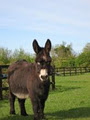 Newbarn Farm. Farm Shop & Open Farm. Donkey Shed Restaurant. www.newbarnfarm.ie image 5