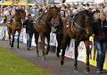 Punchestown Racecourse image 5