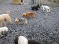 Roundhouse Boarding Kennels image 5