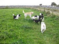 Roundhouse Boarding Kennels image 6