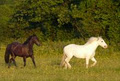 Sallows Wood Stables image 2