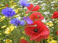 Sandro Cafolla t/a Design By Nature (Ire) Irish Wildflowers image 3