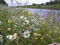 Sandro Cafolla t/a Design By Nature (Ire) Irish Wildflowers image 5