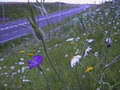 Sandro Cafolla t/a Design By Nature (Ire) Irish Wildflowers image 6