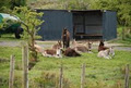 Sathya Sai Sanctuary Trust for Nature image 3