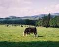 Sliabh gCua Farmhouse image 4