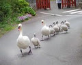 Stephenstown Pond image 4