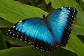 Straffan Butterfly Farm image 4