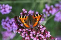 Straffan Butterfly Farm image 5