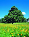 The Irish Oak Renewal Foundation logo