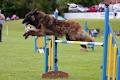 Working Canine Association of Ireland image 5