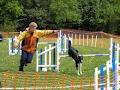 Working Canine Association of Ireland image 6