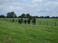 Ballingarry Gallops logo