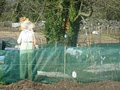 Beech Park Allotments image 2