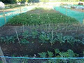 Beech Park Allotments image 3