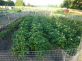 Beech Park Allotments image 5