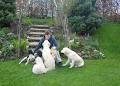 Beeches Brook Boarding Kennels image 5