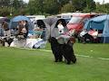 Bohona Bears Newfoundland Breeders image 3