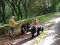 Bohona Bears Newfoundland Breeders image 4