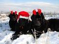 Bohona Bears Newfoundland Breeders image 6