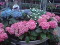 Boyne Garden Centre image 3