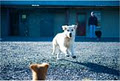 Cookstown Boarding Kennels and Cattery image 1