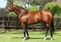 Coolmore Stud image 5