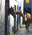 Cooper's Hill Livery Yard image 2