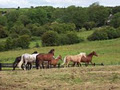 Cooper's Hill Livery Yard image 6