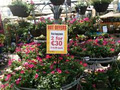 Fernhill Garden Centre image 6