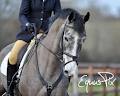 Fernhill Sport Horses image 4