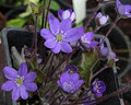 Field of Blooms image 3