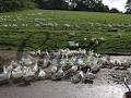 Glenfin Free Range Duck Eggs image 4