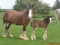 Irish Horse and Cob Breeding logo