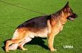 Karlsruhe German Shepherd Dogs image 5