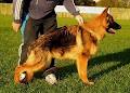 Karlsruhe German Shepherd Dogs image 6