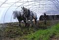 Killaloe Veg Box Delivery - GoodandGreen.ie image 3