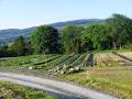 Killaloe Veg Box Delivery - GoodandGreen.ie image 4