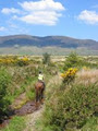 Killarney Riding Stables image 4