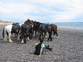 Killarney Riding Stables image 6