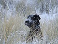 Meath Coast Dog Walking image 4