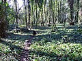 Meath Coast Dog Walking image 5