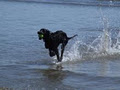 Meath Coast Dog Walking logo